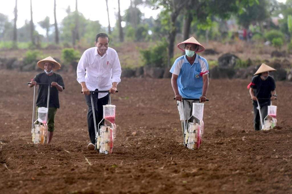 Momen Presiden Jokowi Tanam Jagung Pakai Traktor