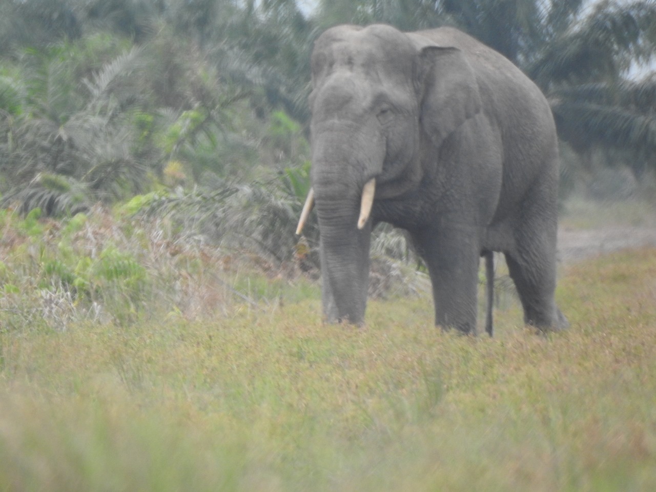 Memahami Konflik Gajah Dan Manusia Di Sumatera Selatan Memahami Konflik Gajah Dan Manusia Di Sumatera Selatan
