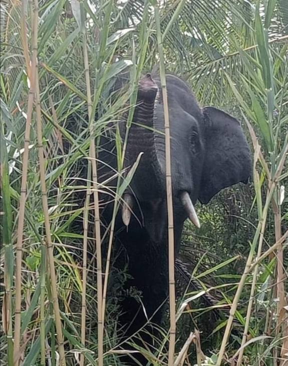 Memahami Konflik Gajah Dan Manusia Di Sumatera Selatan Memahami Konflik Gajah Dan Manusia Di Sumatera Selatan