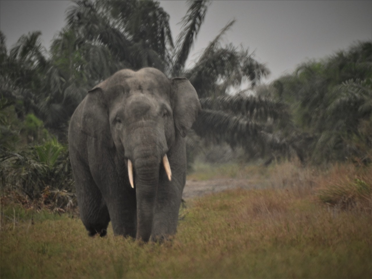 Memahami Konflik Gajah Dan Manusia Di Sumatera Selatan Memahami Konflik Gajah Dan Manusia Di Sumatera Selatan