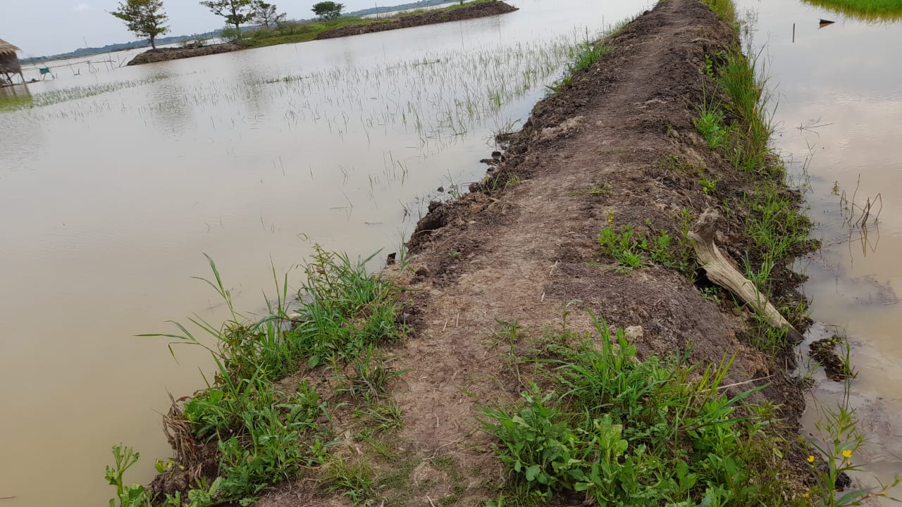Petani Desa Sungai Rotan Mengeluh Merugi Tanaman padi Tenggelam Karna Sungai Ogan Meluap