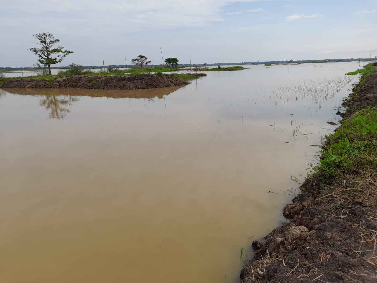 Petani Desa Sungai Rotan Mengeluh Merugi Tanaman padi Tenggelam Karna Sungai Ogan Meluap