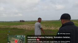 Padahal Dekat Sungai Ogan, 2.556 Hektar Sawah di Rantau Panjang Terancam Gagal Panen