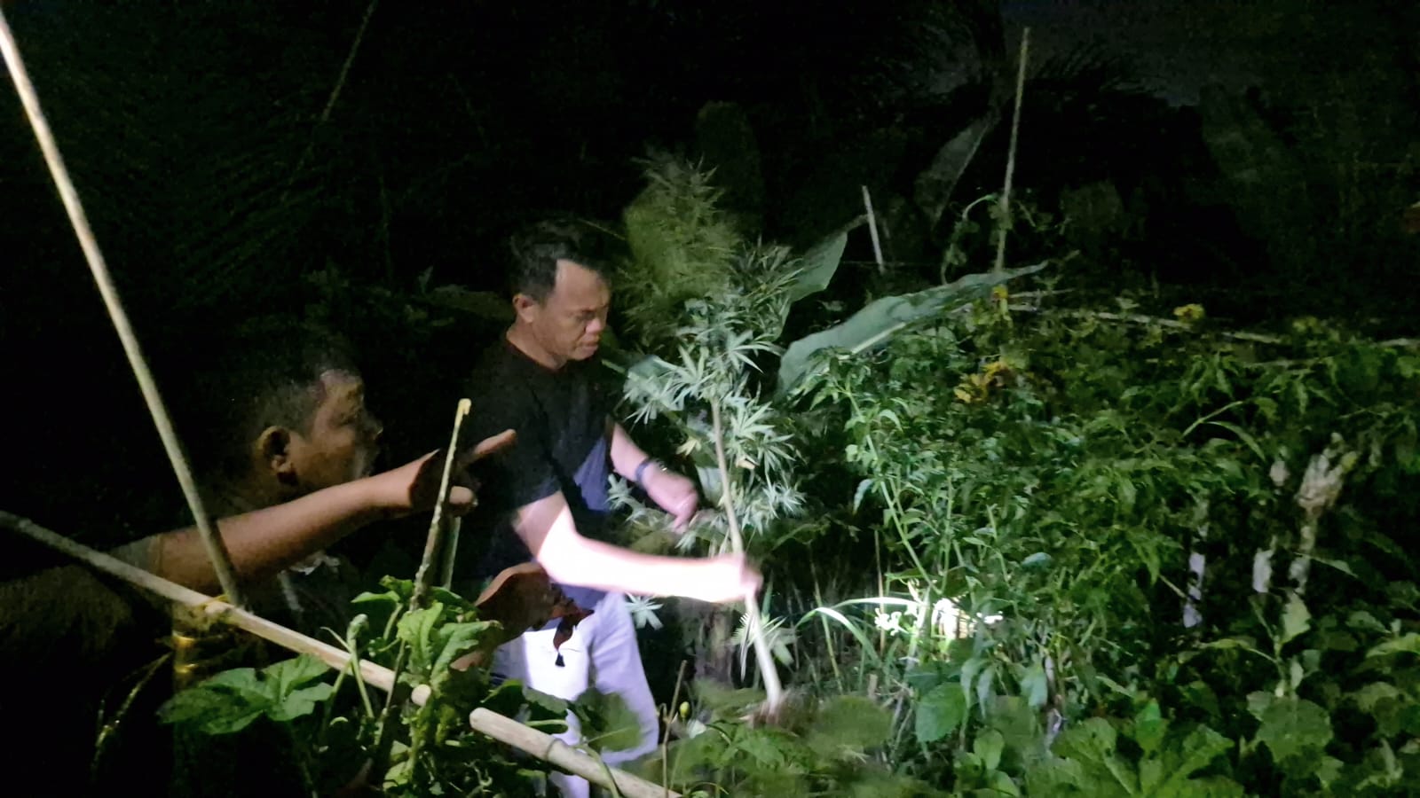 Tanam Ganja, Polsek Tanjung Morawa Amankan Pelaku
