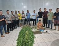 Tanam Ganja, Polsek Tanjung Morawa Amankan Pelaku