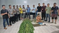 Tanam Ganja, Polsek Tanjung Morawa Amankan Pelaku Tanam Ganja, Polsek Tanjung Morawa Amankan Pelaku