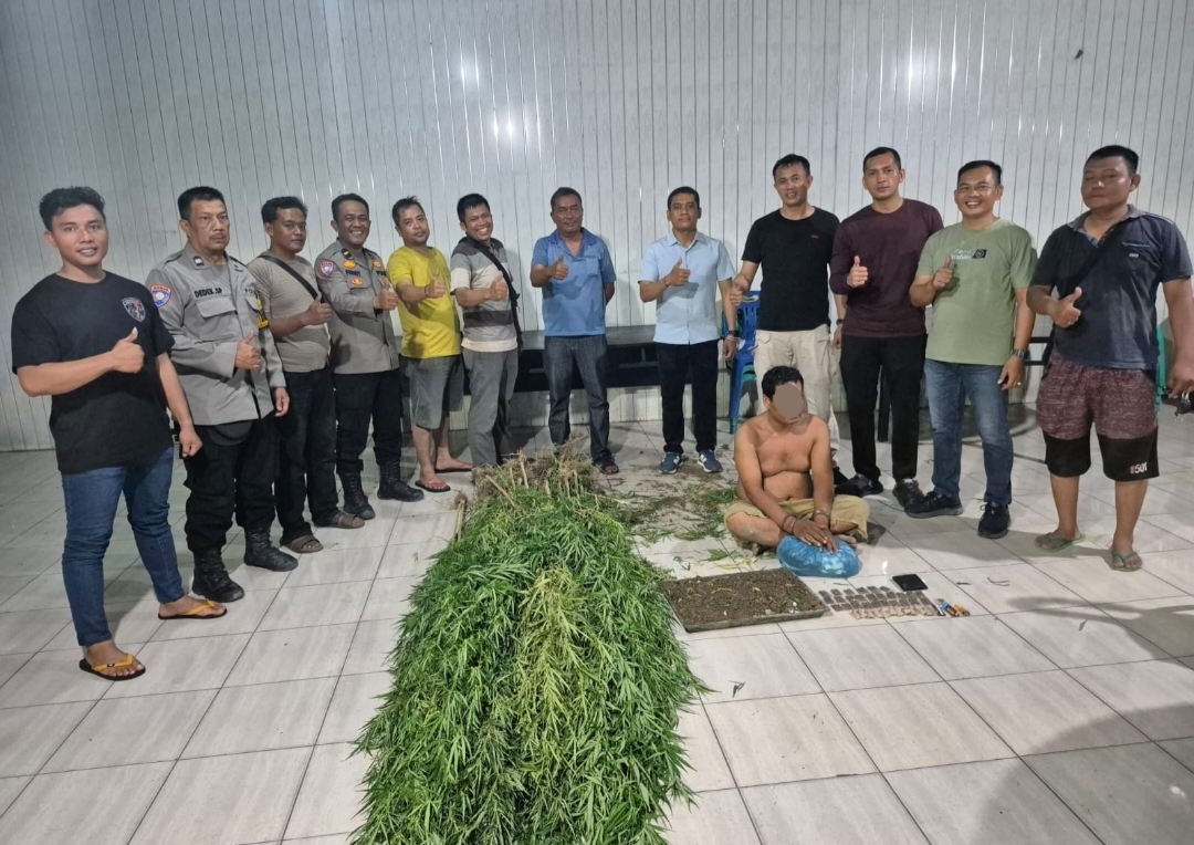 Tanam Ganja, Polsek Tanjung Morawa Amankan Pelaku