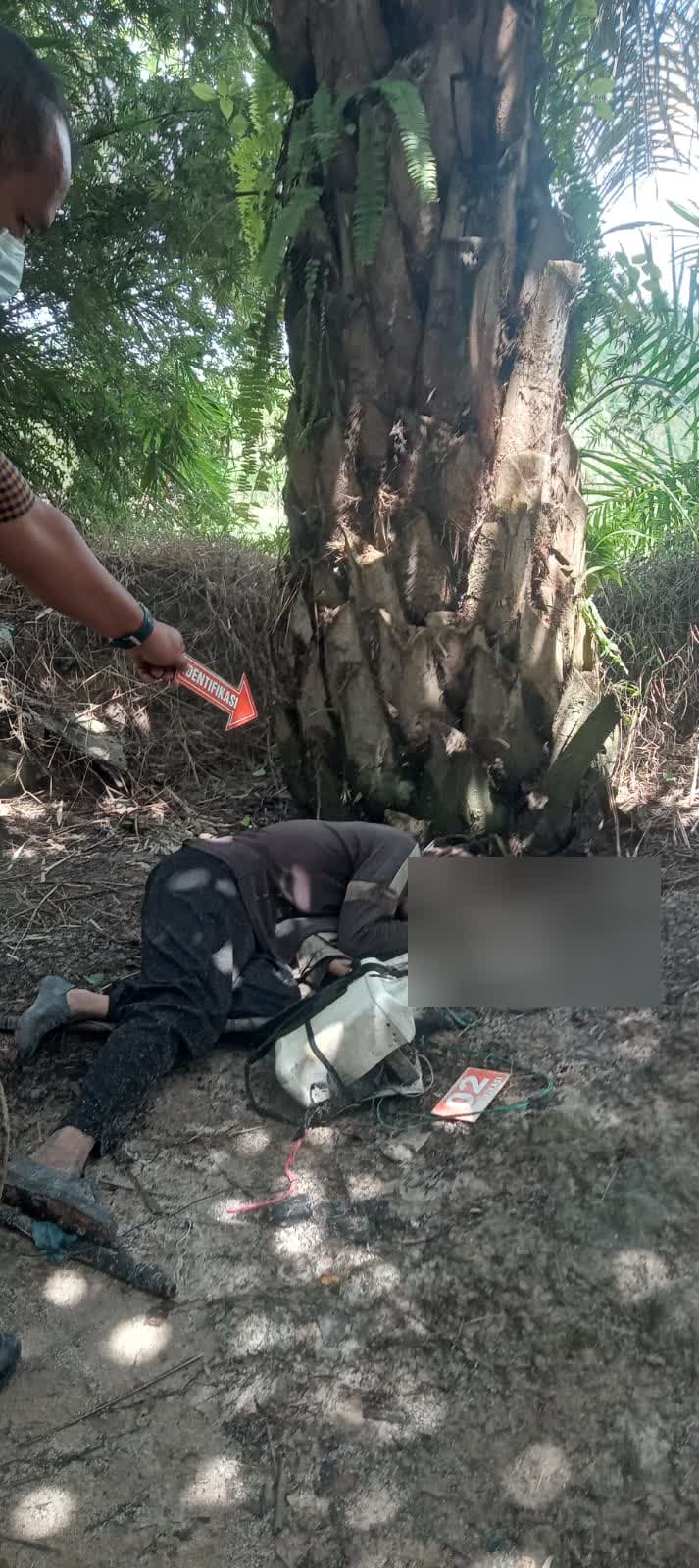 Penyetrum Ikan Ditemukan Tewas di Kebun Sawit