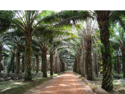 Karena Ini… Target Peremajaan Sawit Sumsel Sulit Tercapai