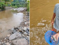 Ribuan Ikan Mati di Sungai Cikaniki, Diduga Tercemar Limbah Penambang Emas