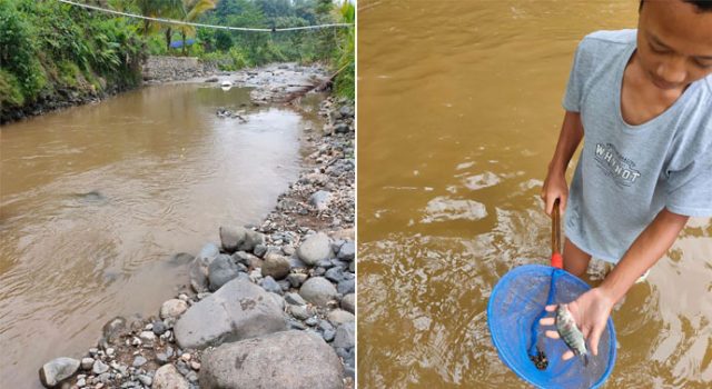 Ribuan Ikan Mati di Sungai Cikaniki, Diduga Tercemar Limbah Penambang Emas