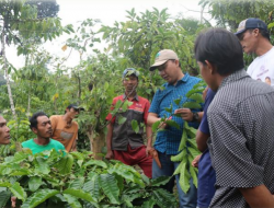 Petani Kopi Bukit Barisan Selatan Hasil Kani Kopi Bebas Deforestasi