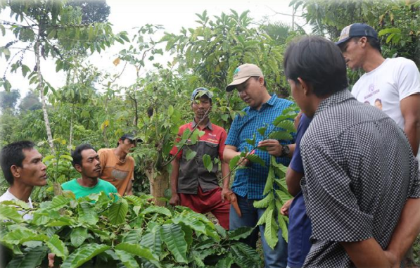 Petani Kopi Bukit Barisan Selatan Hasil Kani Kopi Bebas Deforestasi