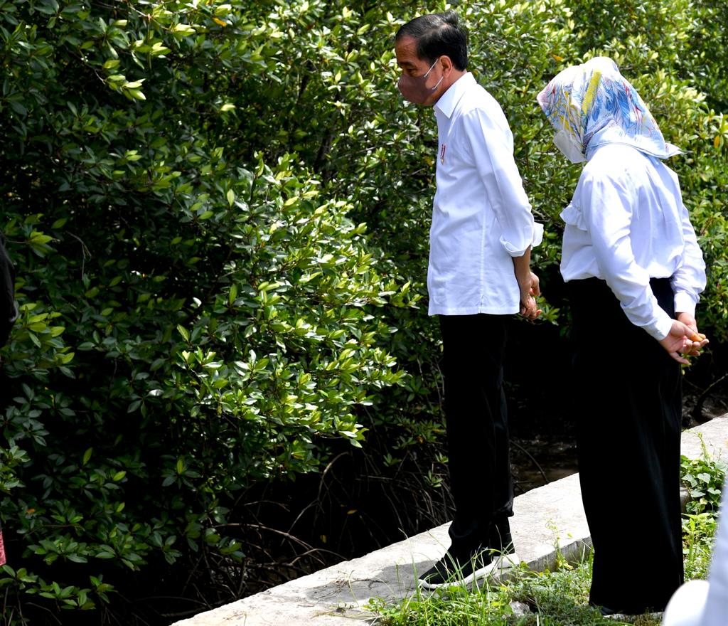 Presiden: Hutan Mangrove Bentuk Komitmen Indonesia dalam Perubahan Iklim