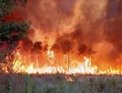Kebakaran Rusak Hutan Prancis di dekat Atlantik saat Eropa Memanas