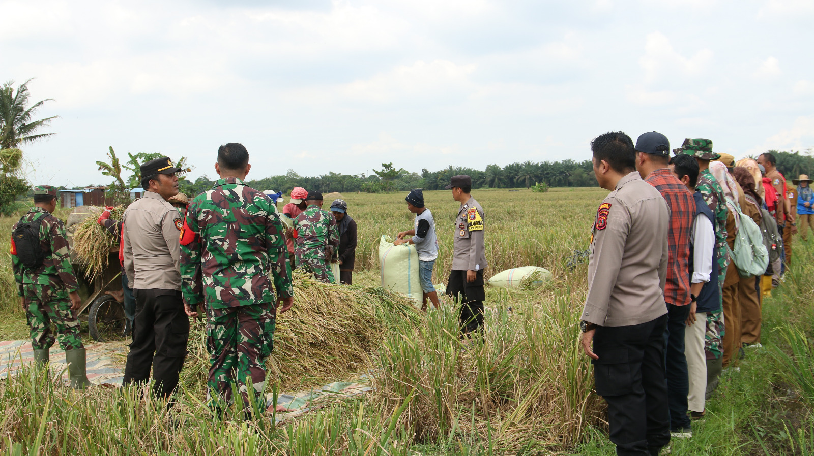 BADAN URUSAN LOGISTIK (BULOG) CABANG MEDAN TERAPKAN HPP GABAH Rp. 6500/Kg DI PANEN RAYA DESA PAYA BAKUNG