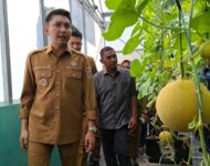 Bupati Panca Panen Perdana Melon Varietas Inthanon di Ogan Ilir, Pemkab Siap Dukung Peningkatan Produksi
