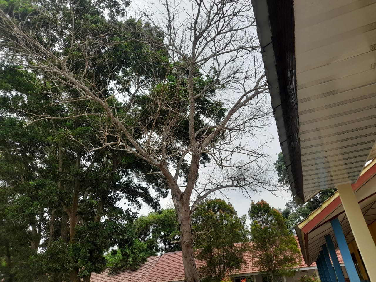 Kepsek Klarifikasi Soal Hamparan Halaman dan Lingkungan SMPN 1 Rantau Panjang Penuh Sampa Semak dengan Rumput