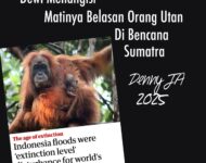 DEWI MENANGISI MATINYA BELASAN ORANG UTAN DI BENCANA SUMATRA