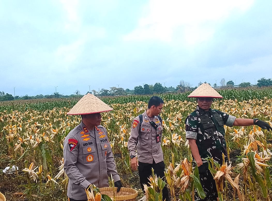 Kapolda Sumsel Irjen Pol Andi Rian R Djajadi Hadiri dan Pimpin Langsung Panen Raya Jagung Pipil di Ogan Ilir