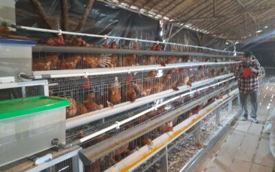 Ternak Ayam Petelur, Pengurus Bumdes Desa Sukarami kecamatan Pemulutan Realisasi Program Ketahanan Pangan