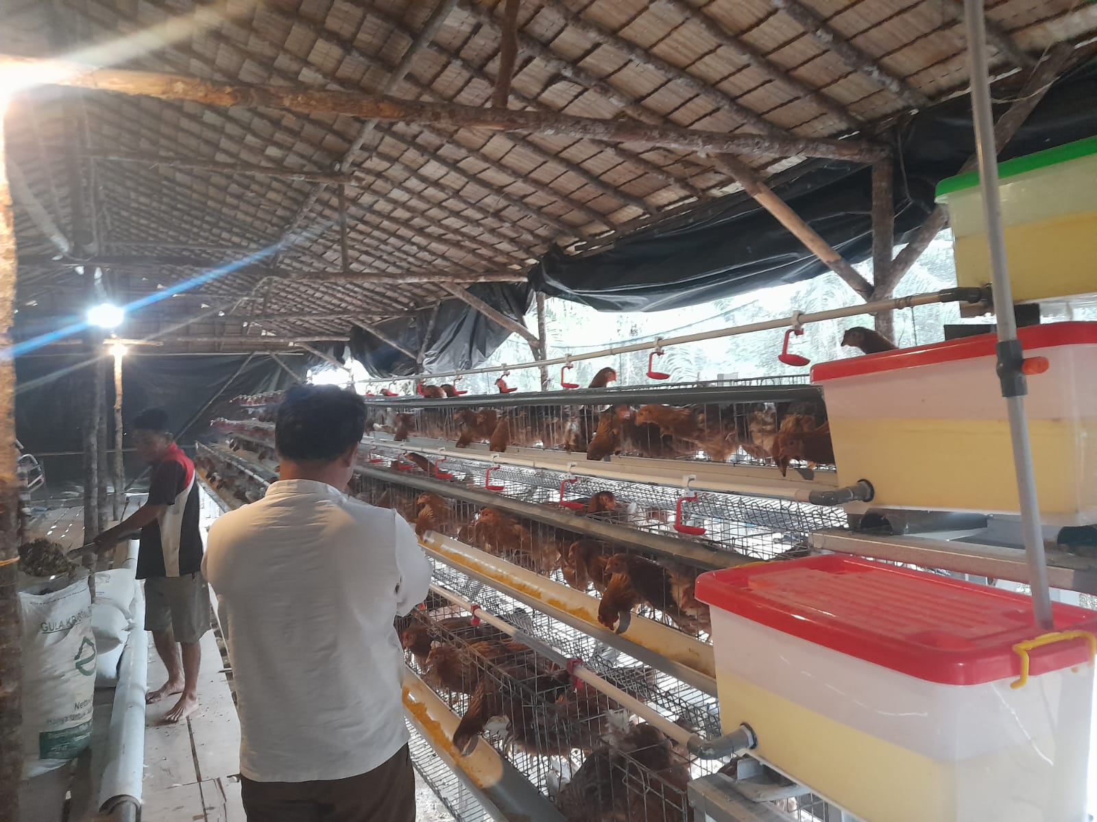 Ternak Ayam Petelur, Pengurus Bumdes Desa Sukarami kecamatan Pemulutan Realisasi Program Ketahanan Pangan Ternak Ayam Petelur, Pengurus Bumdes Desa Sukarami kecamatan Pemulutan Realisasi Program Ketahanan Pangan