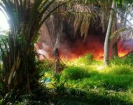 Sijago Merah Lalap Gudang Botot di Pantai Labu