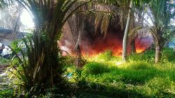 Sijago Merah Lalap Gudang Botot di Pantai Labu