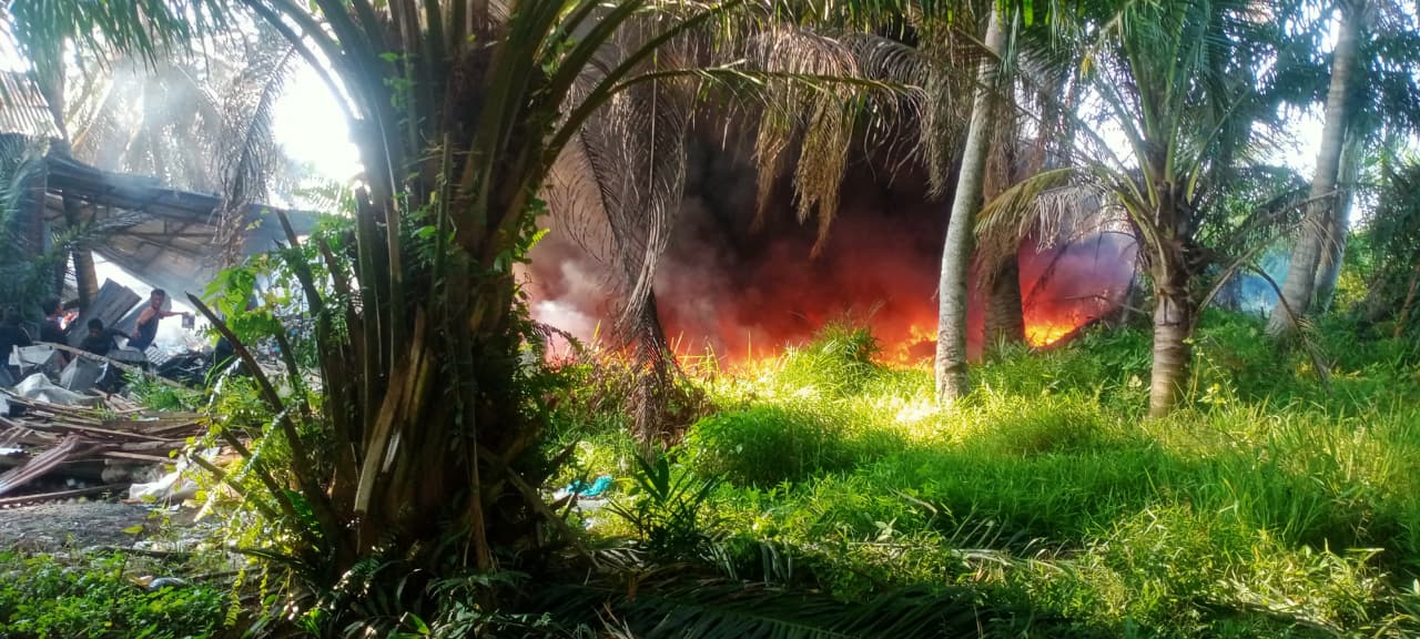 Sijago Merah Lalap Gudang Botot di Pantai Labu