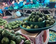 Anggir/Jeruk Purut/Unte Mungkur dalam Adat & Budaya Batak di Samosir