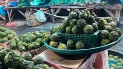 Anggir/Jeruk Purut/Unte Mungkur dalam Adat & Budaya Batak di Samosir