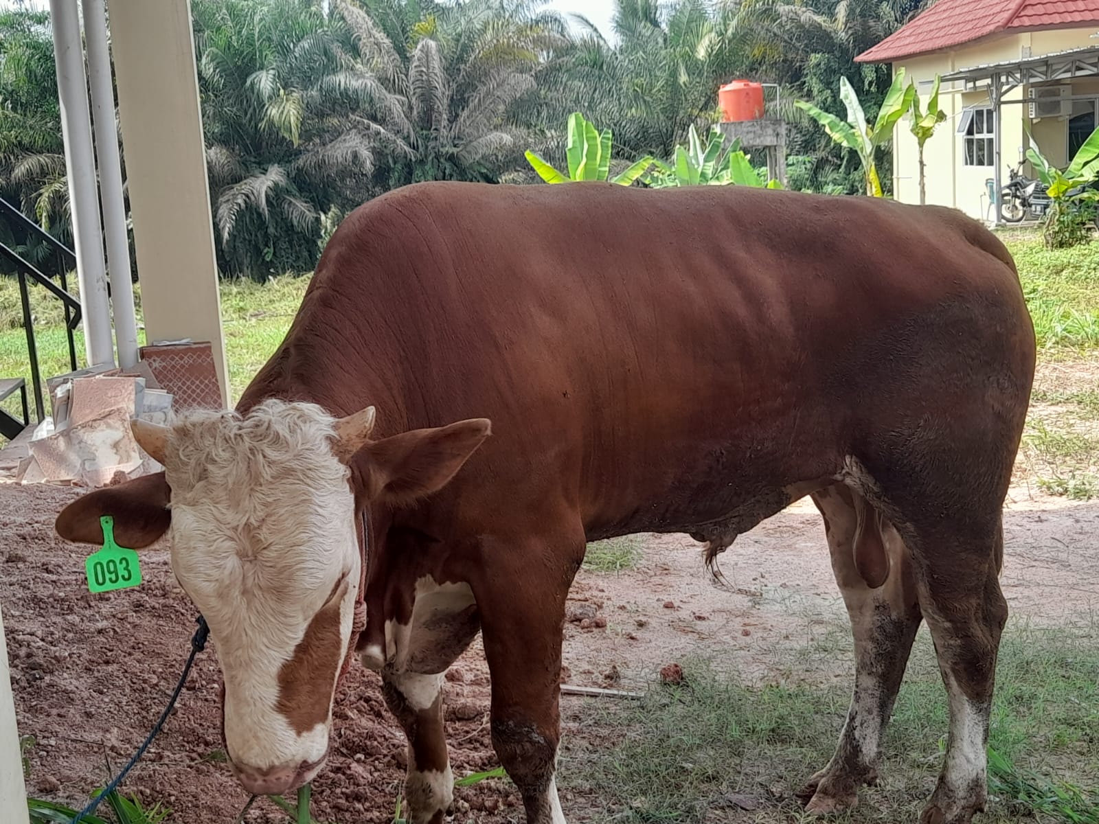 Polres Ogan Ilir Potong Belasan Hewan Kurban Polres Ogan Ilir Potong Belasan Hewan Kurban