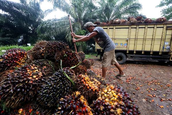 ASPEKPIR Indonesia : KEMITRAAN PEKEBUN PKS HARUS DIPERKUAT ASPEKPIR Indonesia : KEMITRAAN PEKEBUN PKS HARUS DIPERKUAT