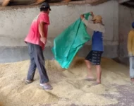 Harga Gabah Kering Giling di Lampung Naik 5 Persen