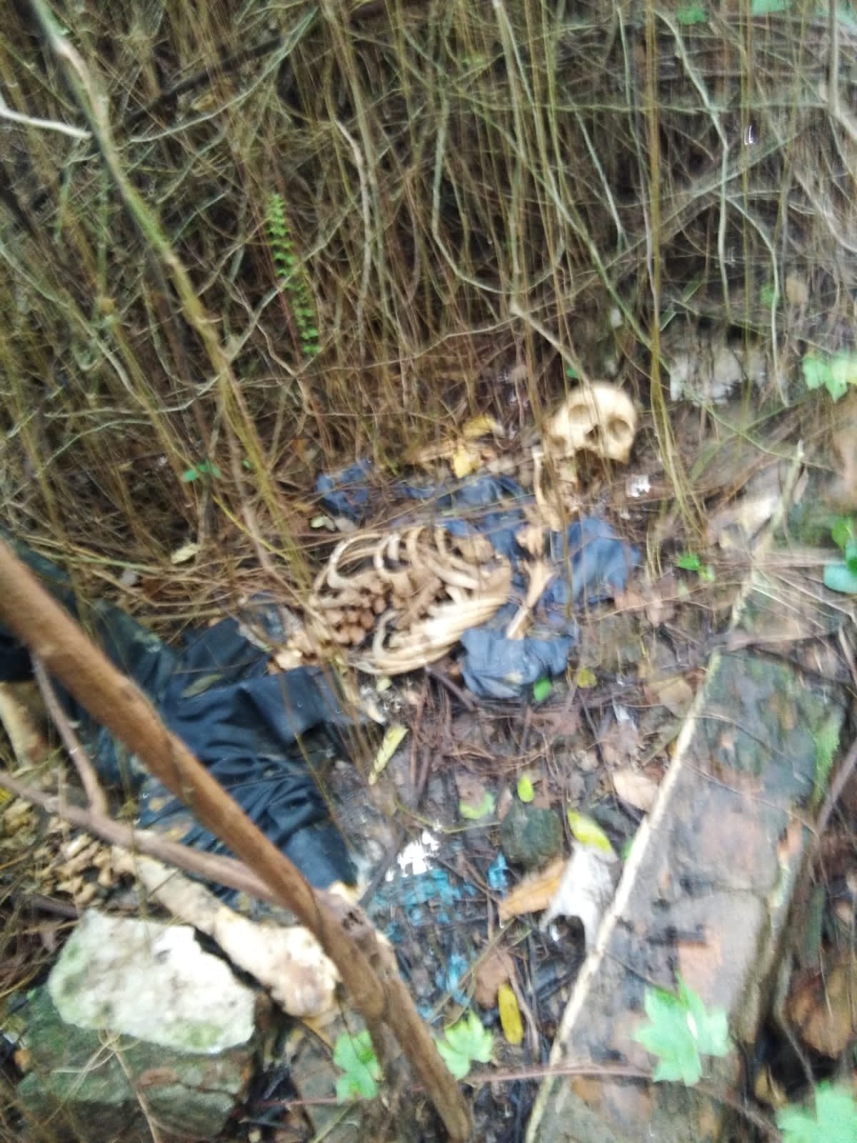 Kerangka Manusia Ditemukan Dilahan Kosong