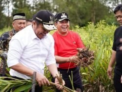 Merah Mata Kampung Laos Banyuasin, Keuntungan Rp 50 Juta Perhektar