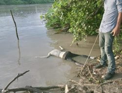 Sepekan Hanyut Di Sungai STM Hilir, Pelajar Kelas IX SMP Ditemukan Di Pantai Labu