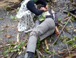 Hujan Deras Disertai Angin, Siswa SMKN 1 Lubuk Pakam Tertimpa Pohon