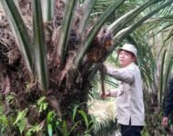Dinilai Berhasil Terapkan Program PSR, KUD Barokah Jaya Panen Ribuan Ton Sawit