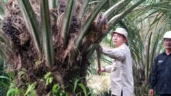 Dinilai Berhasil Terapkan Program PSR, KUD Barokah Jaya Panen Ribuan Ton Sawit