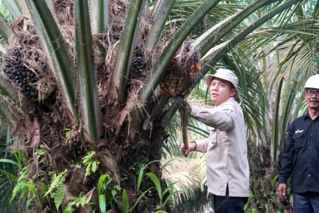 Dinilai Berhasil Terapkan Program PSR, KUD Barokah Jaya Panen Ribuan Ton Sawit Dinilai Berhasil Terapkan Program PSR, KUD Barokah Jaya Panen Ribuan Ton Sawit