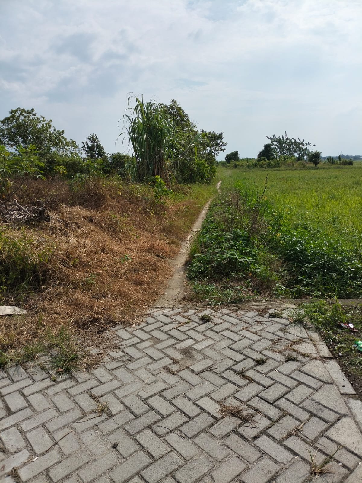 Gawat...Jalan Pribadi Dibangun Pavling Blok Pakai Dana Desa