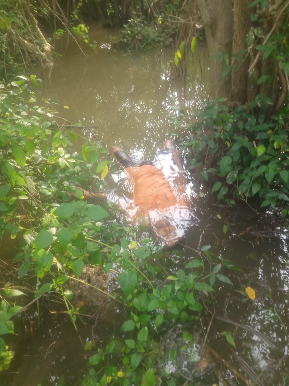 Diduga Gantung Diri, Nelayan Ditemukan Tewas di Hutan Bakau Diduga Gantung Diri, Nelayan Ditemukan Tewas di Hutan Bakau