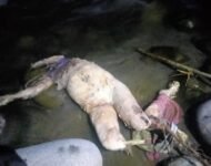 Mayat Diduga Perempuan Ditemukan Membusuk Di Sungai Buaya