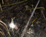 Tengkorak Manusia Tanpa Identitas Ditemukan Di Samping Sawah