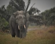 Memahami Konflik Gajah Dan Manusia Di Sumatera Selatan
