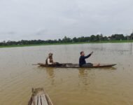 Petani Desa Sungai Rotan Mengeluh Merugi Tanaman padi Tenggelam Karna Sungai Ogan Meluap