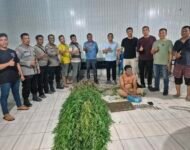 Tanam Ganja, Polsek Tanjung Morawa Amankan Pelaku