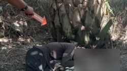 Penyetrum Ikan Ditemukan Tewas di Kebun Sawit Penyetrum Ikan Ditemukan Tewas di Kebun Sawit