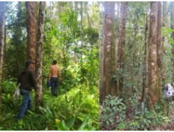 Dosen IPB University Prof Jhonson Lumban Gaol bersama Masyarakat Huta Paung melakukan Pemetaan Batas Pengelolaan Hutan Kemenyan